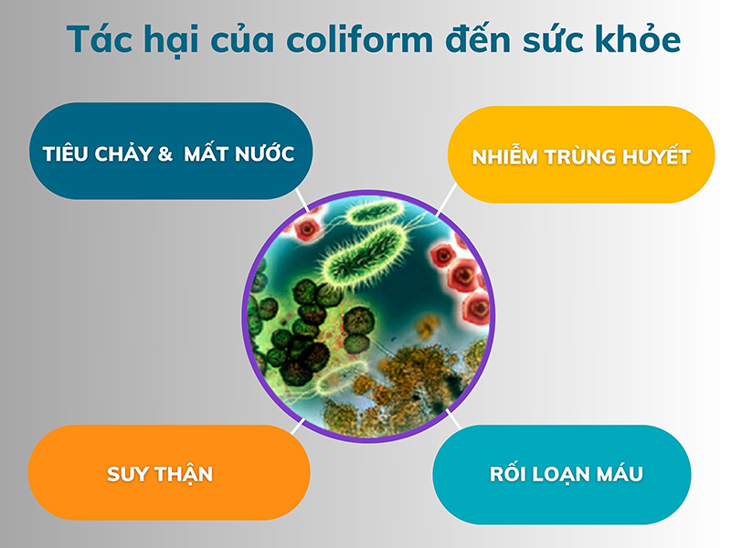 Nhiễm trùng Coliform sẽ gây nhiều tác hại đến sức khỏe con người Nhiễm trùng Coliform sẽ gây nhiều tác hại đến sức khỏe con người