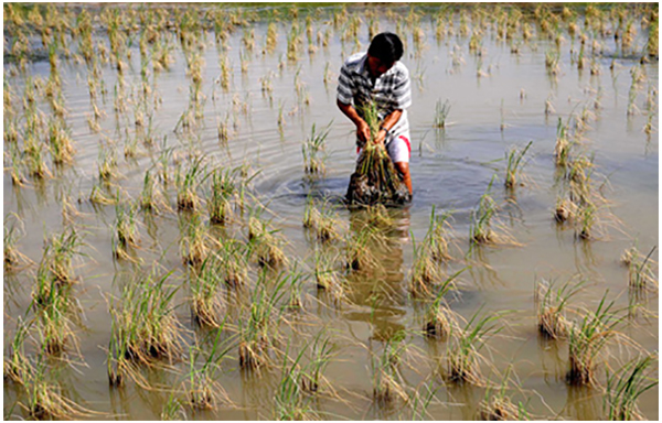 Nước nhiễm mặn